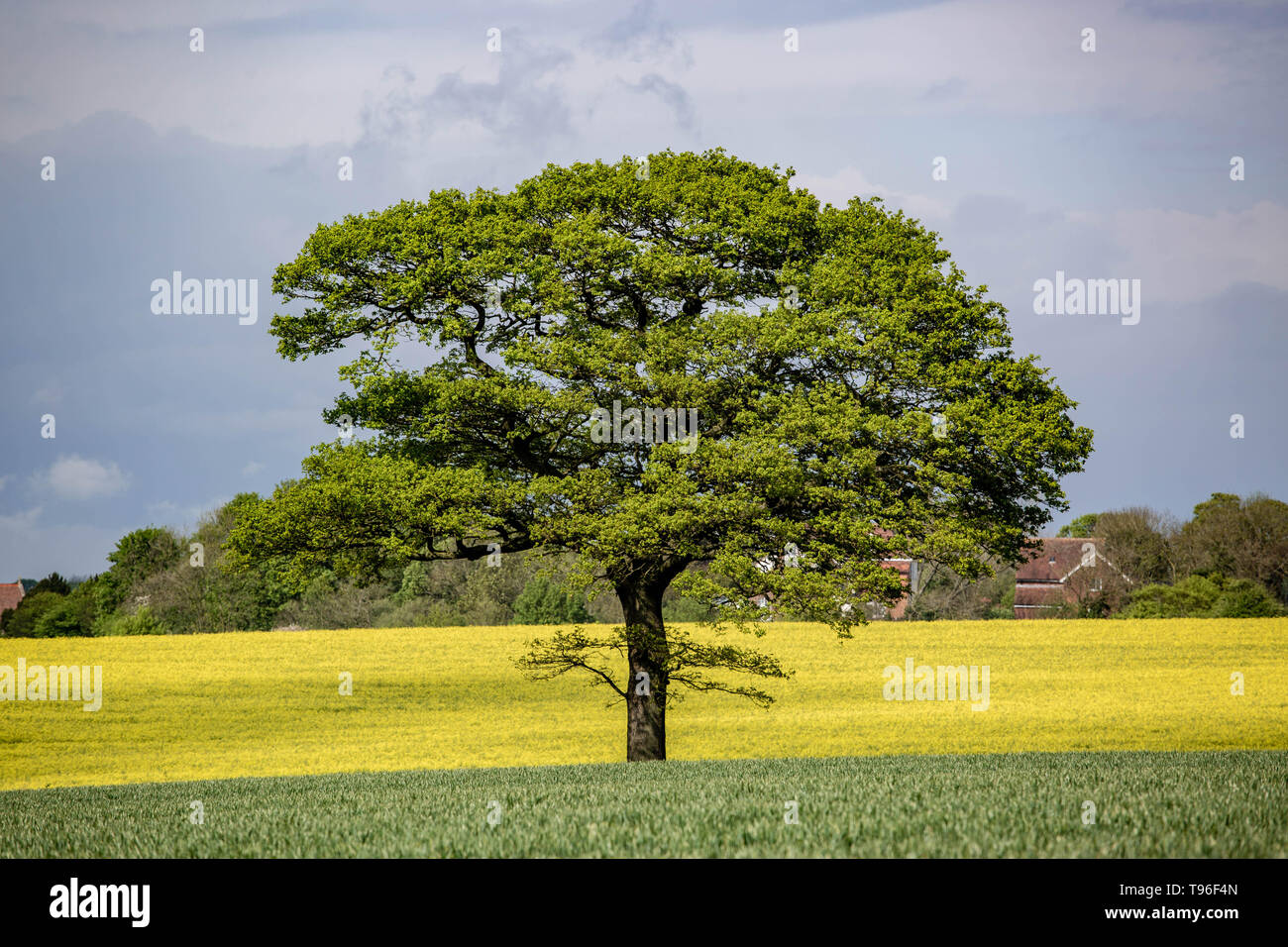 The Tree in Yellow Stock Photo