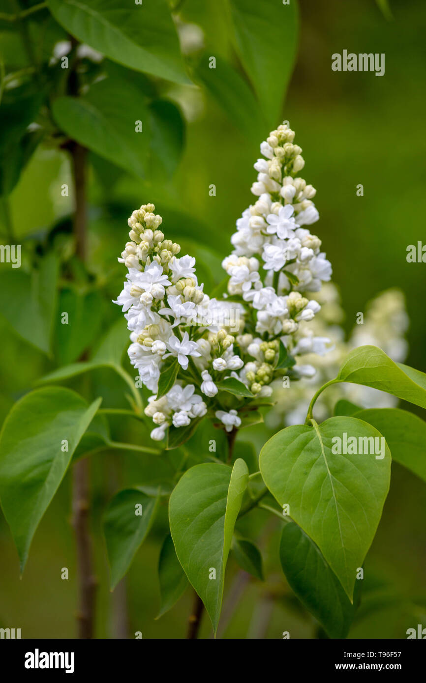 The White Lilac Stock Photo