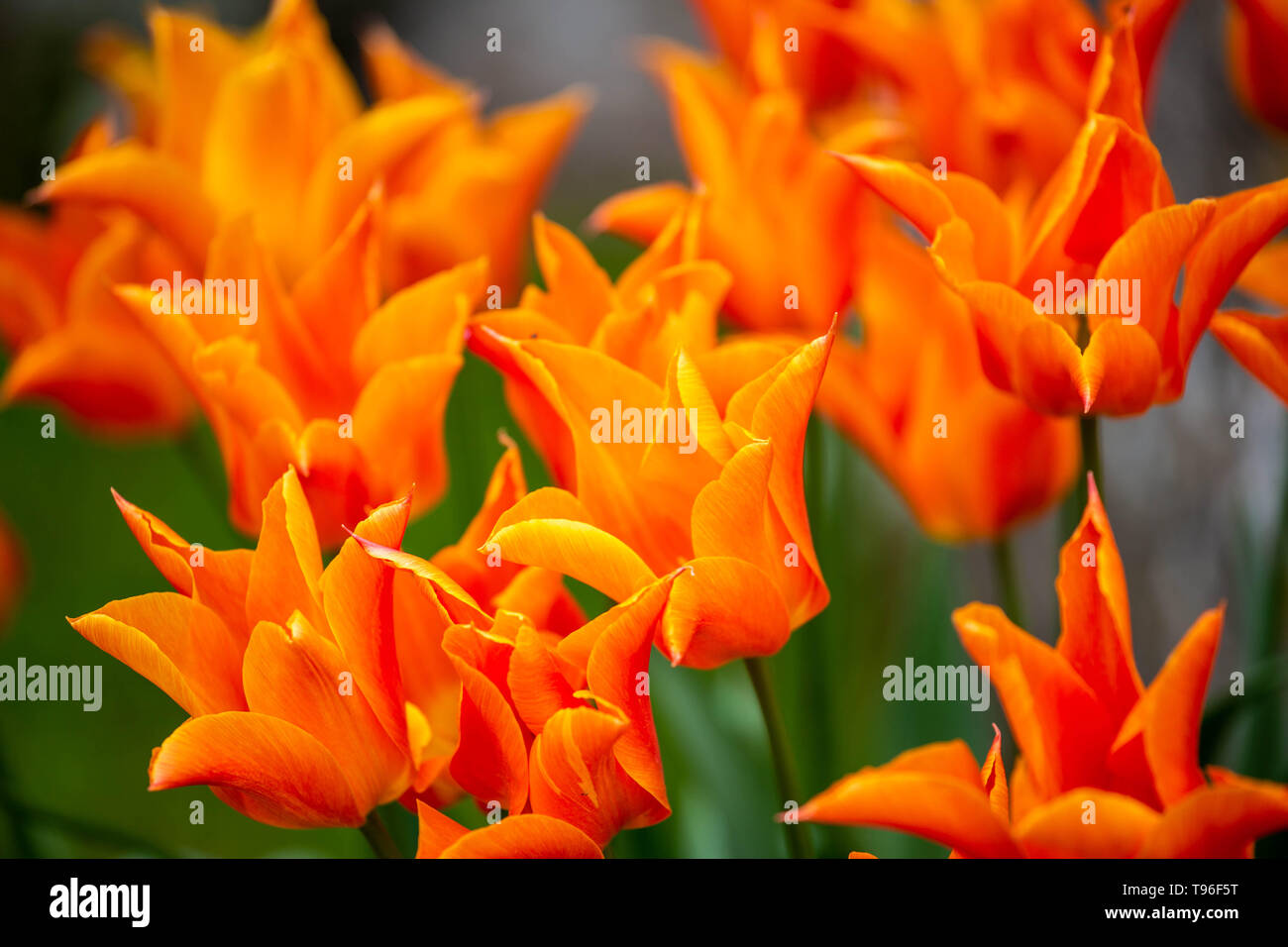 A Blaze of Orange tulips Stock Photo