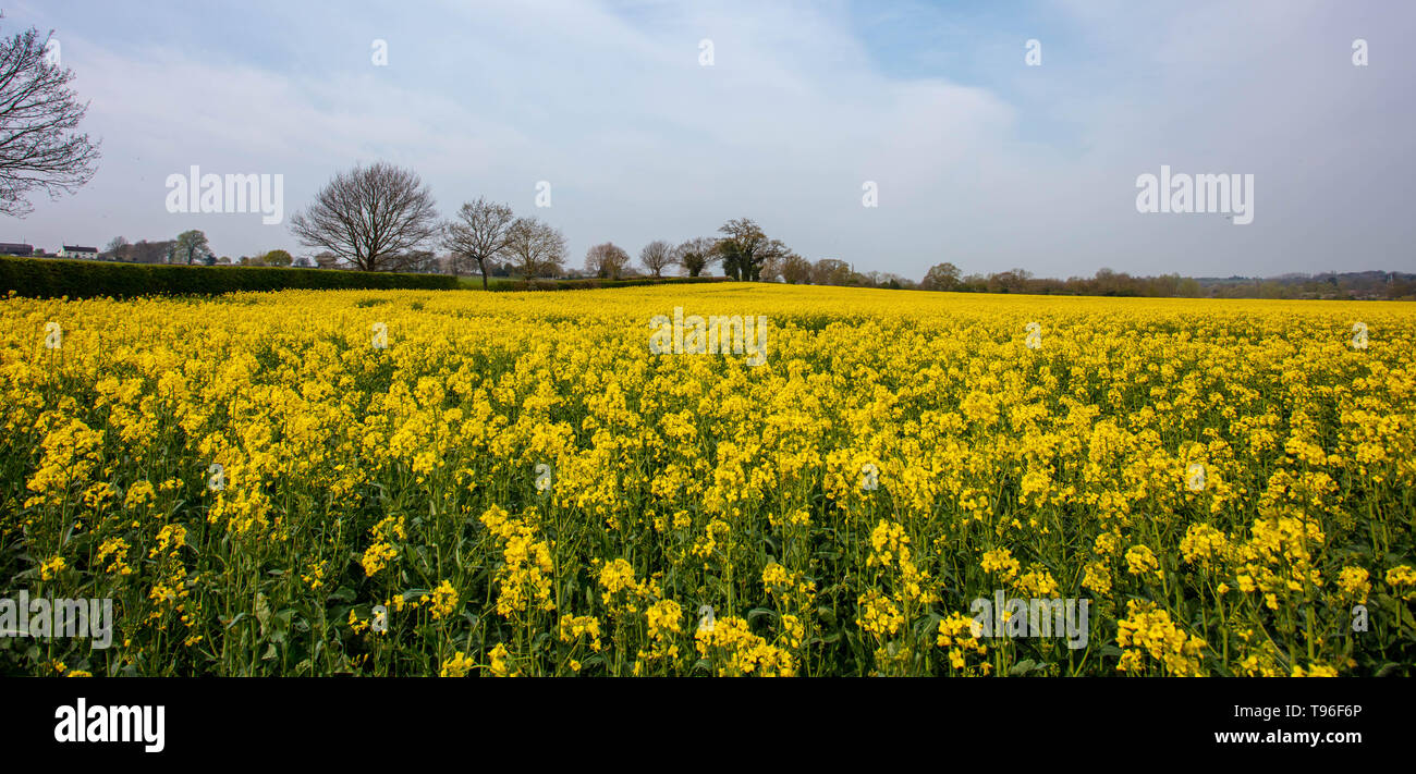 Field of Yellow Stock Photo