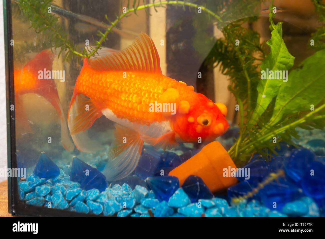 Dead goldfish hires stock photography and images Alamy
