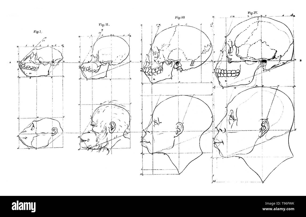 The second canvas had the heads of two apes, an African Moor and a Kalmyk or Asian, again with their skulls drawn above them. Facial Angles refers to the content of two lectures by Petrus Camper on August 1st and 8th in 1770 to the Amsterdam Drawing Academy. Camper's main points in his first lecture were that classical drawing lessons  were based on an incorrect assumption that the human head was oval at all ages. Stock Photo