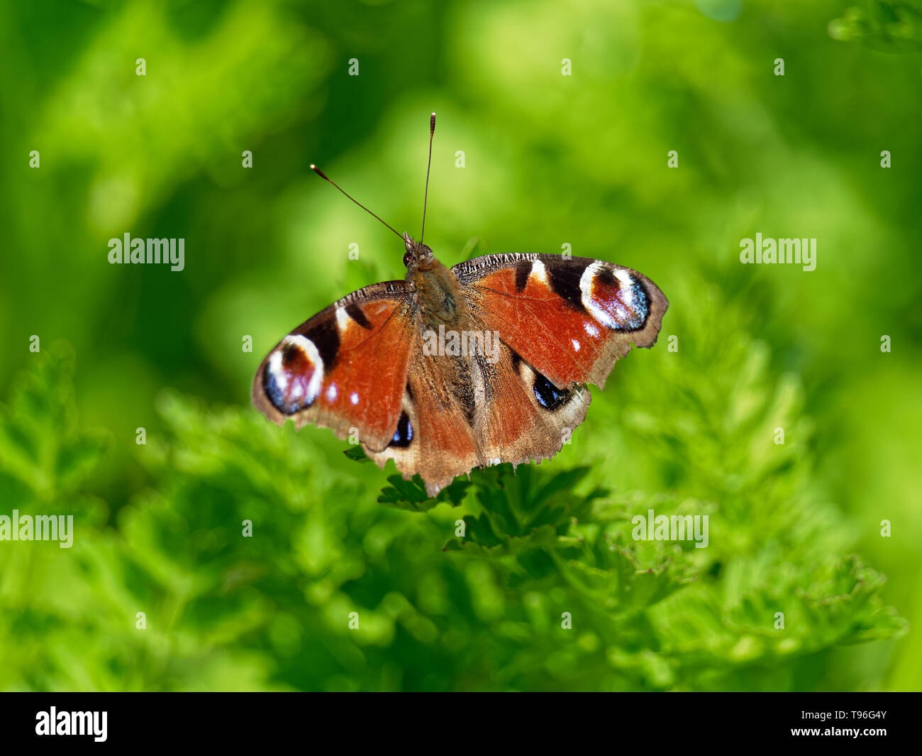 peacock-butterfly-caterpillar-uk-hi-res-stock-photography-and-images