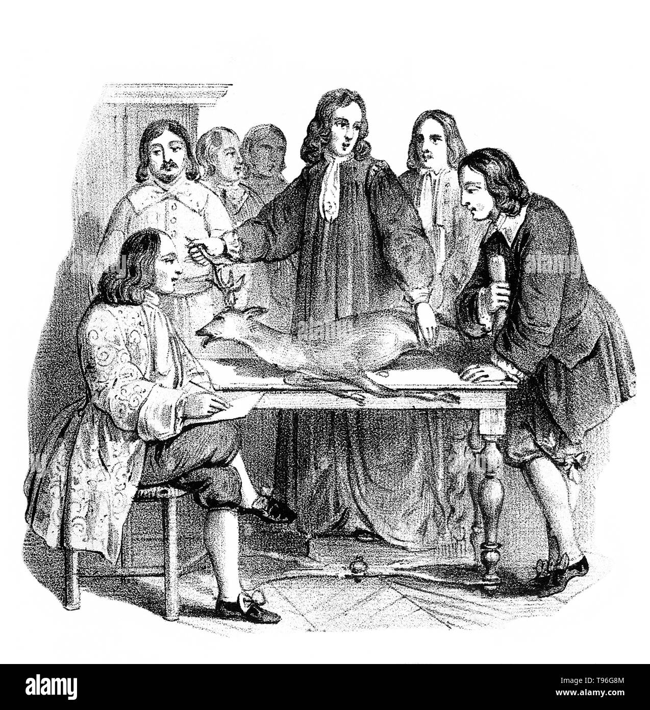 William Harvey demonstrating with a stag the circulation of the blood to a group of students. William Harvey (April 11, 1578 - June 3, 1657) was an English physician. Harvey was the first person to accurately determine how the heart circulated blood throughout human and animal bodies and was also the first to posit the theory that humans and other mammals reproduced when an egg was fertilized by sperm. His work 'De Motu Cordis', published in 1628, remains a milestone in science. Stock Photo