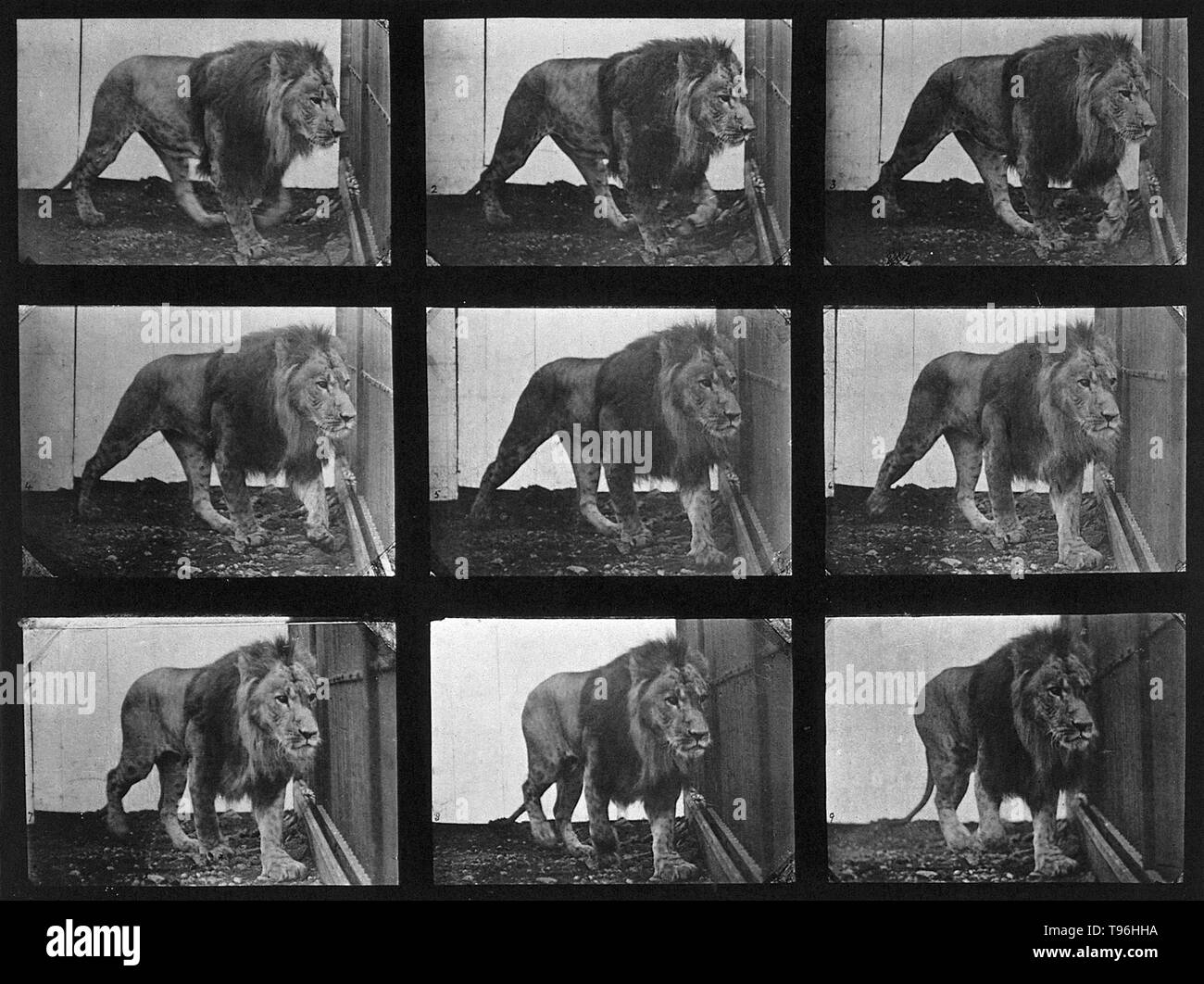 A lion prowling. The more than seven hundred movement studies in Muybridge's Animal Locomotion series range from methodical investigations of the torqued actions of men, women, and a veritable bestiary to compendia of the more banal actions of daily life. Progenitors of filmic technology, Muybridge's sequences, often reconfigured for legibility rather than strict accuracy, were intended both for scientific scrutiny and artistic investigation. Stock Photo