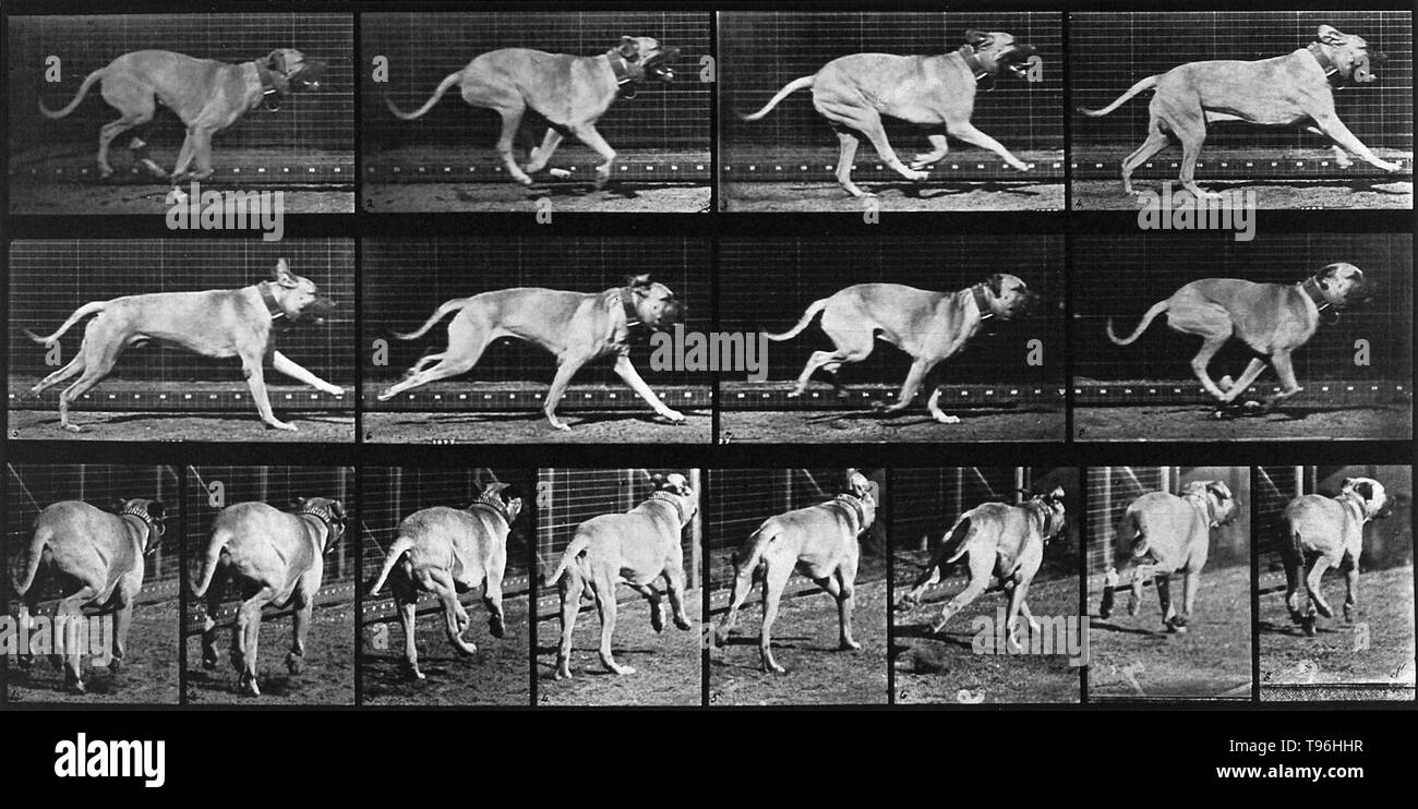 A dog running. The more than seven hundred movement studies in Muybridge's Animal Locomotion series range from methodical investigations of the torqued actions of men, women, and a veritable bestiary to compendia of the more banal actions of daily life. Progenitors of filmic technology, Muybridge's sequences, often reconfigured for legibility rather than strict accuracy, were intended both for scientific scrutiny and artistic investigation. Stock Photo