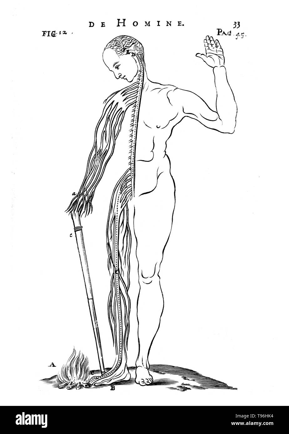 Nervous reflex arc. Engraving of a man standing next to fire with half his nervous system visible. The fire triggers a nervous impulse which travels up to the brain, into another nerve fibre and back to the leg muscles. The leg jerks away from the pain without any conscious thought in a reflex arc. Descartes originally planned to publish De homine in 1633, but hearing of Galileo’s condemnation by the Church, he became concerned for his own safety and refused to have it printed. Stock Photo