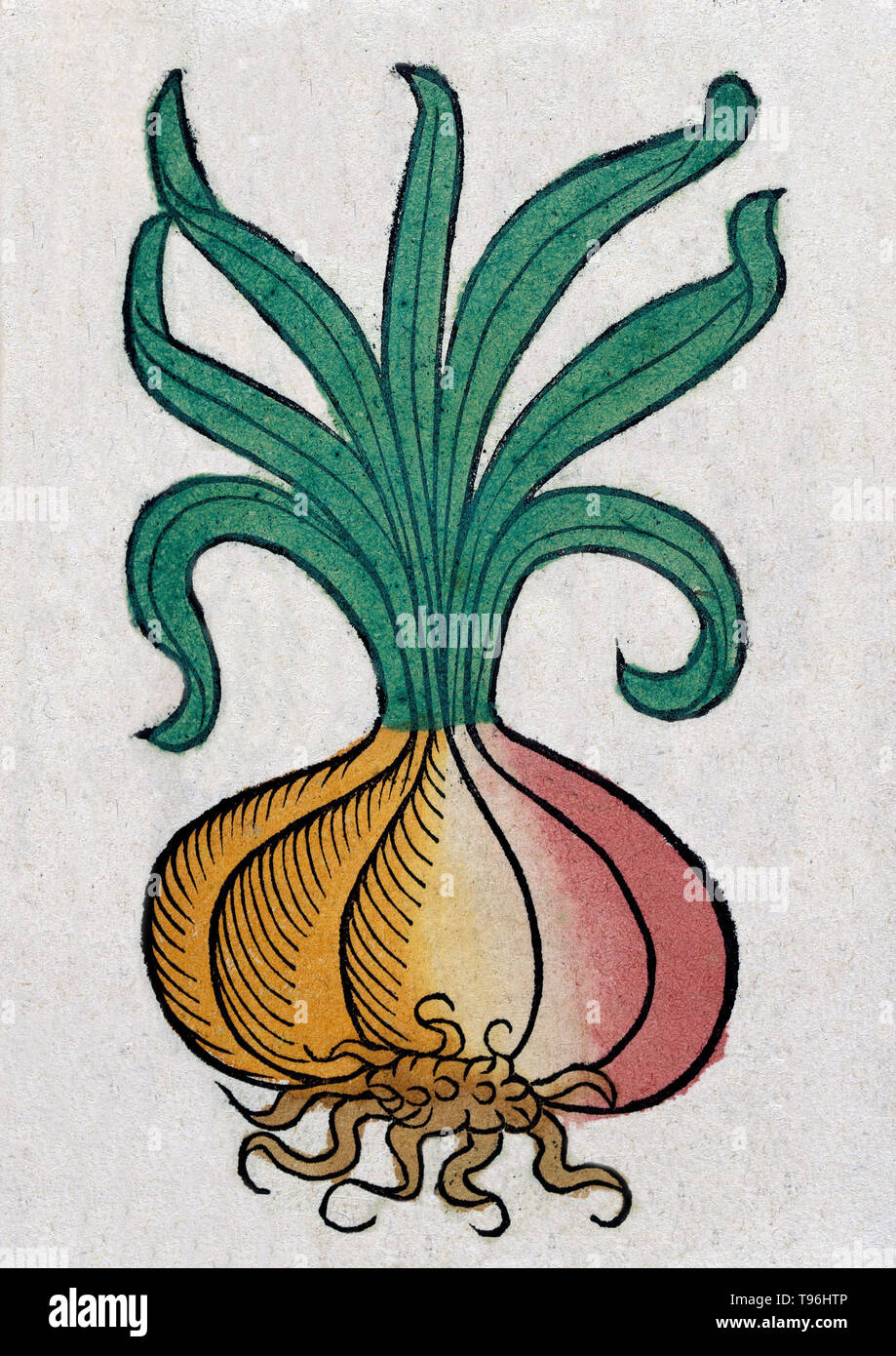 The onion is a vegetable that is the most widely cultivated species of the genus Allium. Pliny the Elder documented Roman beliefs about the onion's ability to improve ocular ailments, aid in sleep, and heal everything from oral sores and toothaches to dog bites, lumbago, and even dysentery. The Hortus Sanitatis (Garden of Health), the first natural history encyclopedia, was published by Jacob Meydenbach in Germany, 1491. Stock Photo