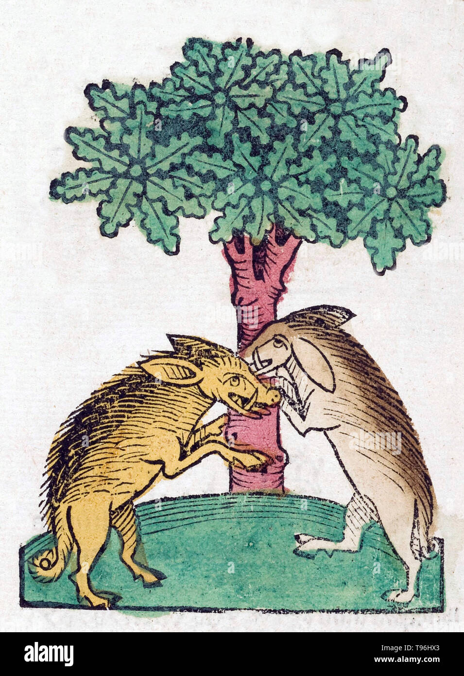 Wild boars fighting. The wild boar is a bulky, massively built suid with short and relatively thin legs. The trunk is short and massive, while the hindquarters are comparatively underdeveloped. The region behind the shoulder blades rises into a hump, and the neck is short and thick, to the point of being nearly immobile. The animal's head is very large, taking up to one third of the body's entire length. Stock Photo
