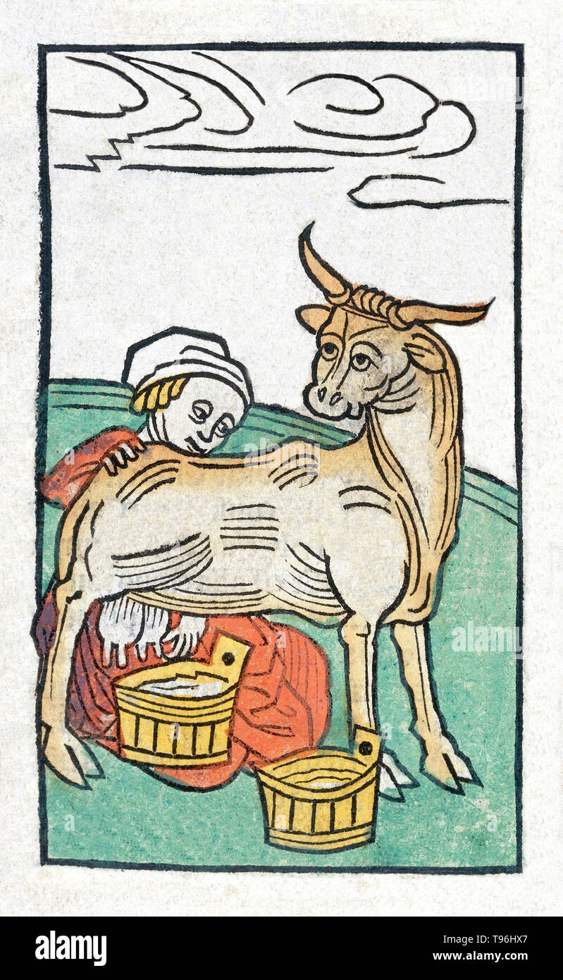 Woman milking cow. The Hortus Sanitatis (Garden of Health), the first natural history encyclopedia, was published by Jacob Meydenbach in Germany, 1491.  He describes plants and animals (both real and mythical) together with minerals and various trades, with their medicinal value and method of preparation. The hand-colored woodcut illustrations are stylized but often easily recognizable. 1547 edition. Stock Photo