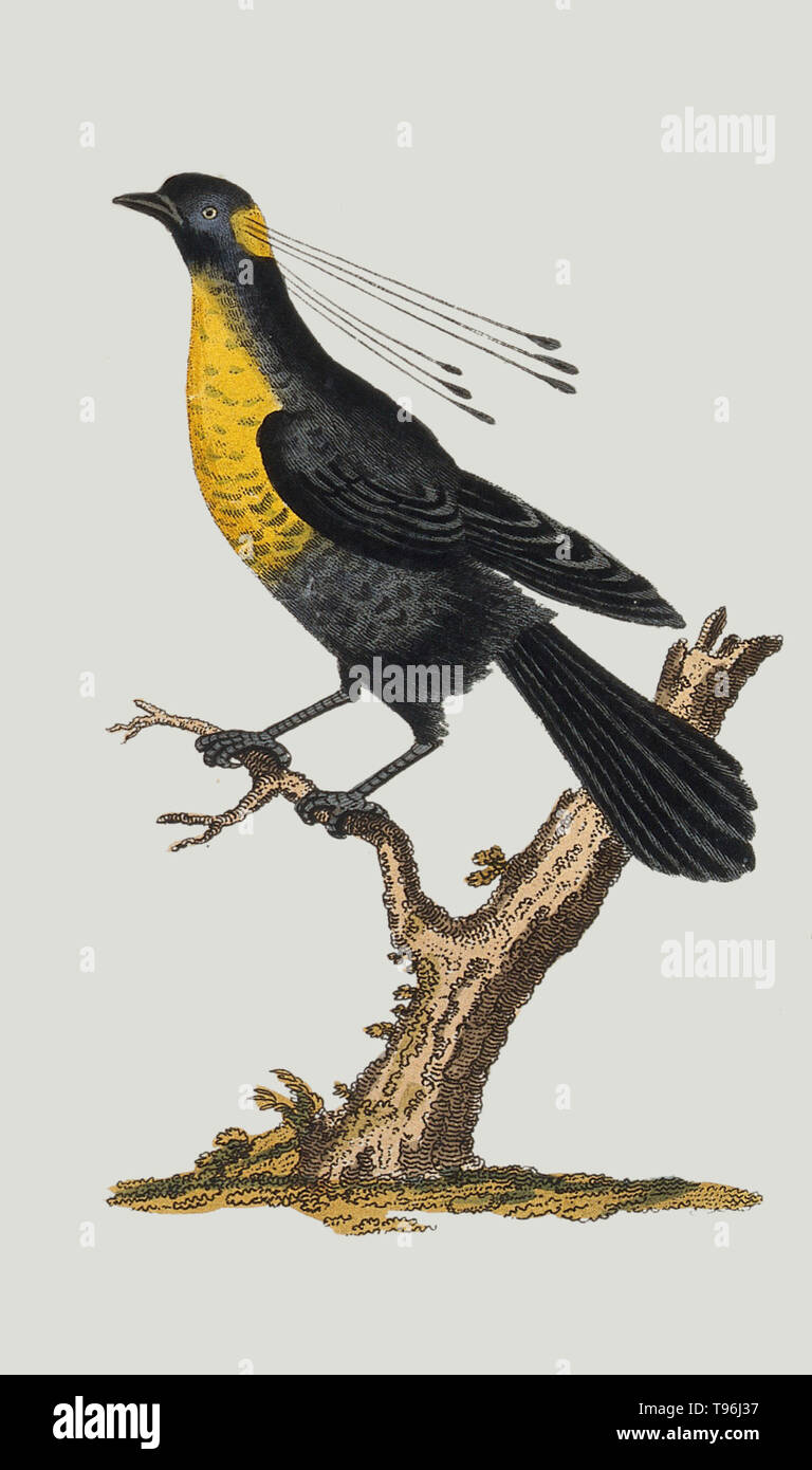 Historical illustration of a golden-throated bird of paradise sitting on the branch of a tree. Stock Photo