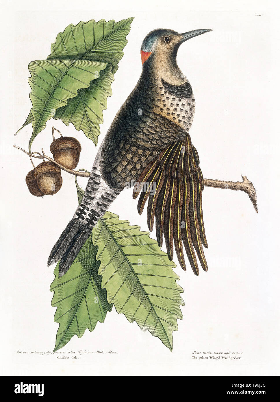 Gold-winged woodpecker on Chesnut oak, 1731. Illustration showing a Gold-winged woodpecker (Picus major alis aureis, now Colaptes auratus, northern flicker) perched on a branch of Chesnut oak (Quercus castaneae foliis). This bird is distinguished by the beams of all the wing feathers which are of a bright gold color. On the hind part of the head is a large scarlet spot. Stock Photo