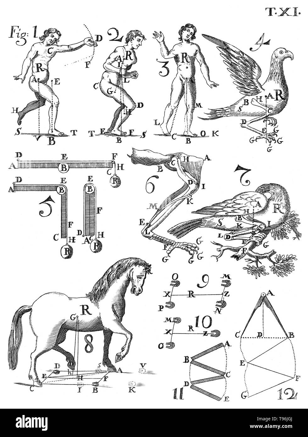 De motu animalium, 1734 edition. Table XI. Giovanni Alfonso Borelli (January 28, 1608 - December 31, 1679) was a Renaissance Italian physiologist, physicist, and mathematician. He contributed to the modern principle of scientific investigation by continuing Galileo's custom of testing hypotheses against observation. Trained in mathematics, Borelli also made extensive studies of Jupiter's moons, the mechanics of animal locomotion and, in microscopy, of the constituents of blood. Stock Photo