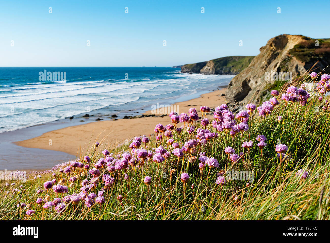 spring coastal flowers at watergate bay cornwall england uk Stock Photo