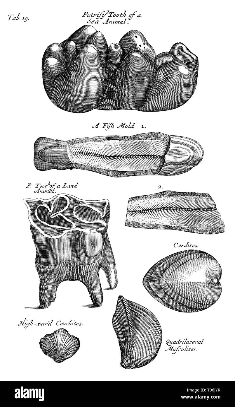 Musaeum Regalis Societatis, 1681. Table 19 : Petrified tooth of a sea animal and others. Nehemiah Grew (September 26, 1641 - March 25, 1712) was an English plant anatomist and physiologist, known as the Father of Plant Anatomy. In 1671 he took the degree of M.D. at Leiden University. In 1672, he settled in London, and soon acquired an extensive practice as a physician. In 1682 he published Anatomy of Plants, which also was largely a collection of previous publications. Stock Photo
