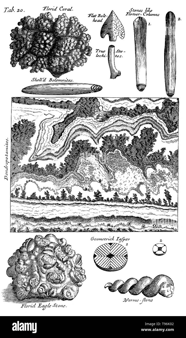 Musaeum Regalis Societatis, 1681. Table 20: Florid coral at al. Nehemiah Grew (September 26, 1641 - March 25, 1712) was an English plant anatomist and physiologist, known as the Father of Plant Anatomy. In 1671 he took the degree of M.D. at Leiden University. In 1672, he settled in London, and soon acquired an extensive practice as a physician. In 1682 he published Anatomy of Plants, which also was largely a collection of previous publications. Stock Photo