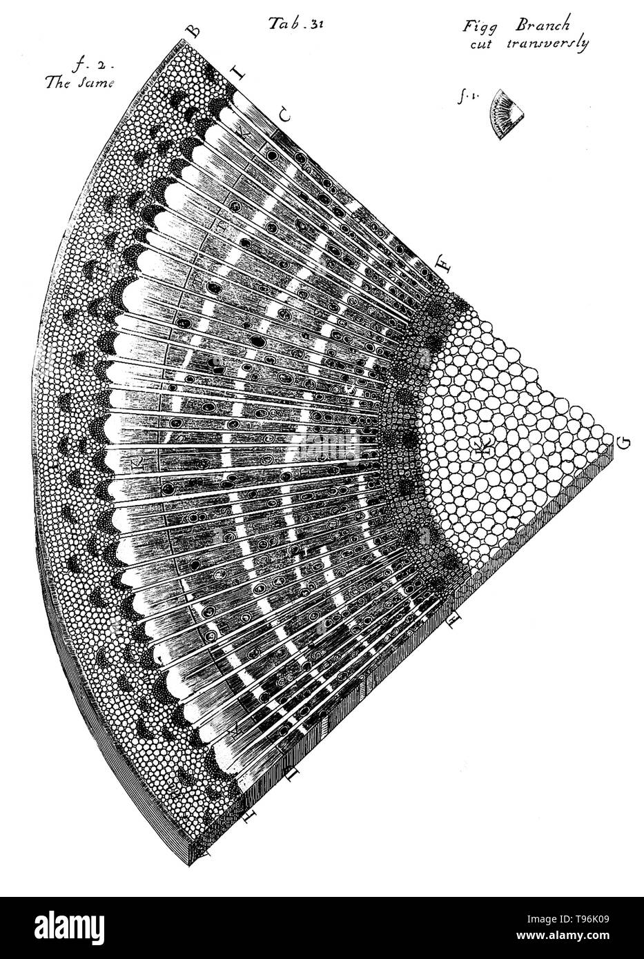 The anatomy of plants/with an idea of a philosophical history of plants. and several other lectures. Read before the Royal Society. Printed by W. Rawlins for the author, 1682. Tab. 31 - Fig branch cut transversly. Nehemiah Grew (September 26, 1641 - March 25, 1712) was an English plant anatomist and physiologist, known as the Father of Plant Anatomy. In 1671 he took the degree of M.D. at Leiden University. In 1672, he settled in London, and soon acquired an extensive practice as a physician. Stock Photo