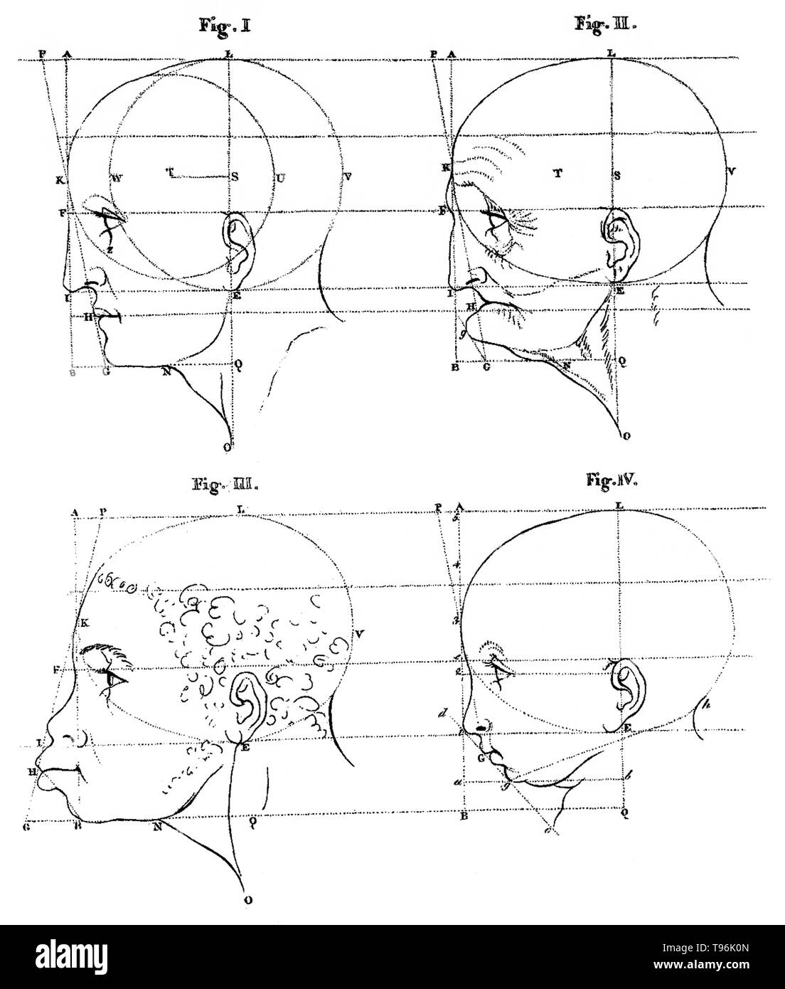 Proportional drawings of heads in profile. Facial Angles refers to the content of two lectures by Petrus Camper on August 1st and 8th in 1770 to the Amsterdam Drawing Academy. Camper's main points in his first lecture were that classical drawing lessons from the time of Vitruvius, including the teachings of Dürer and Perreault, were based on an incorrect assumption that the human head was oval at all ages, and he proceeded to prove this with his dimensions of the skulls. Stock Photo