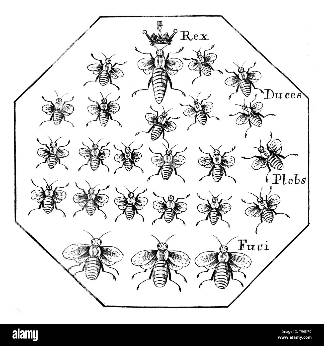 A Further Discovery of Bees: Treating of the nature, government, generation and preservation of the bee. With the experiments and improvements arising from the keeping them in transparent boxes, instead of straw-hives by Moses Rusden, 1679. Latin: Rex (king), in this instance refers to the queen, Duces (leaders), Plebs (people)  refers to workers, Fuci (drones). Stock Photo
