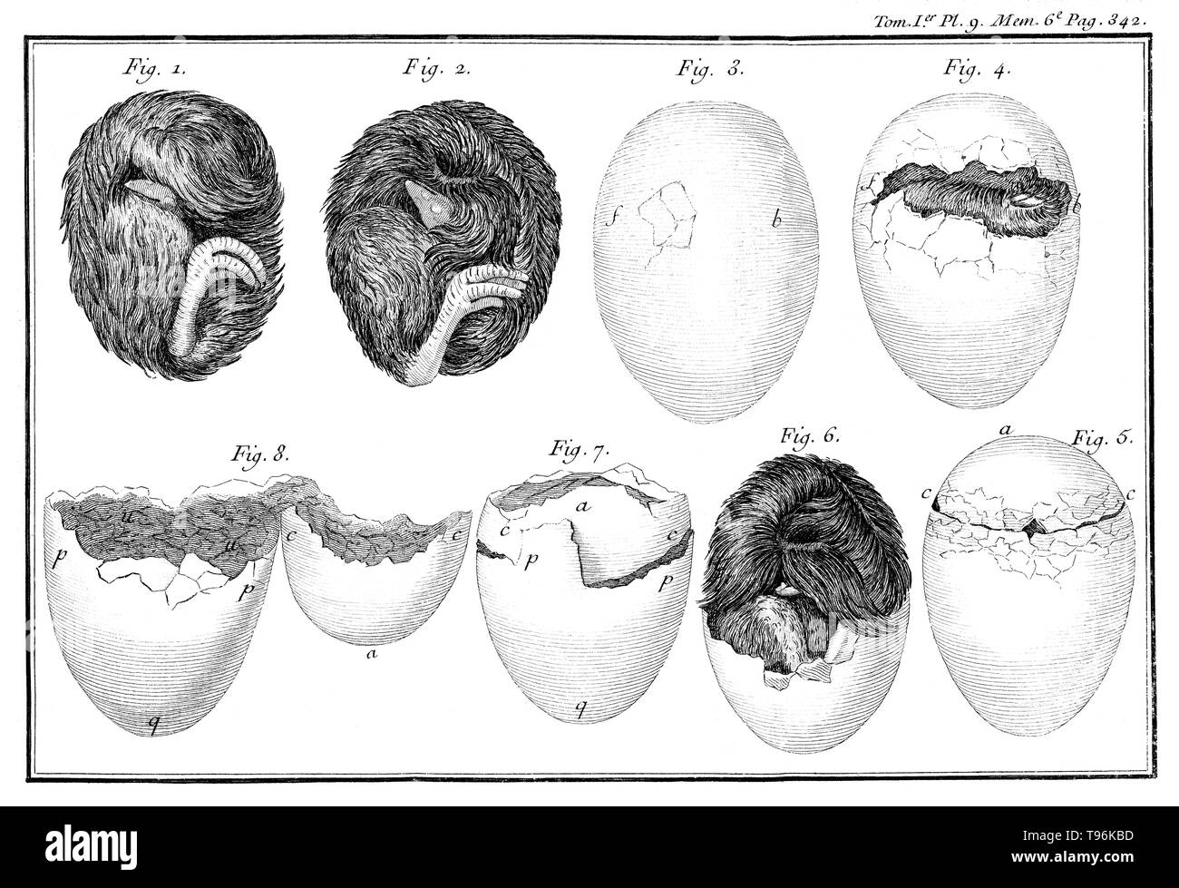 Poultry egg hatching process. Plate 9, page 342. René Antoine Ferchault de Réaumur (February 28, 1683 - October 17, 1757) was a French scientist who contributed to many different fields, especially the study of insects. In 1699 he studied civil law and mathematics. In 1703 he went to Paris, where he continued the study of mathematics and physics, and in 1708 was elected, at the age of 24, a member of the Académie des Sciences. Stock Photo