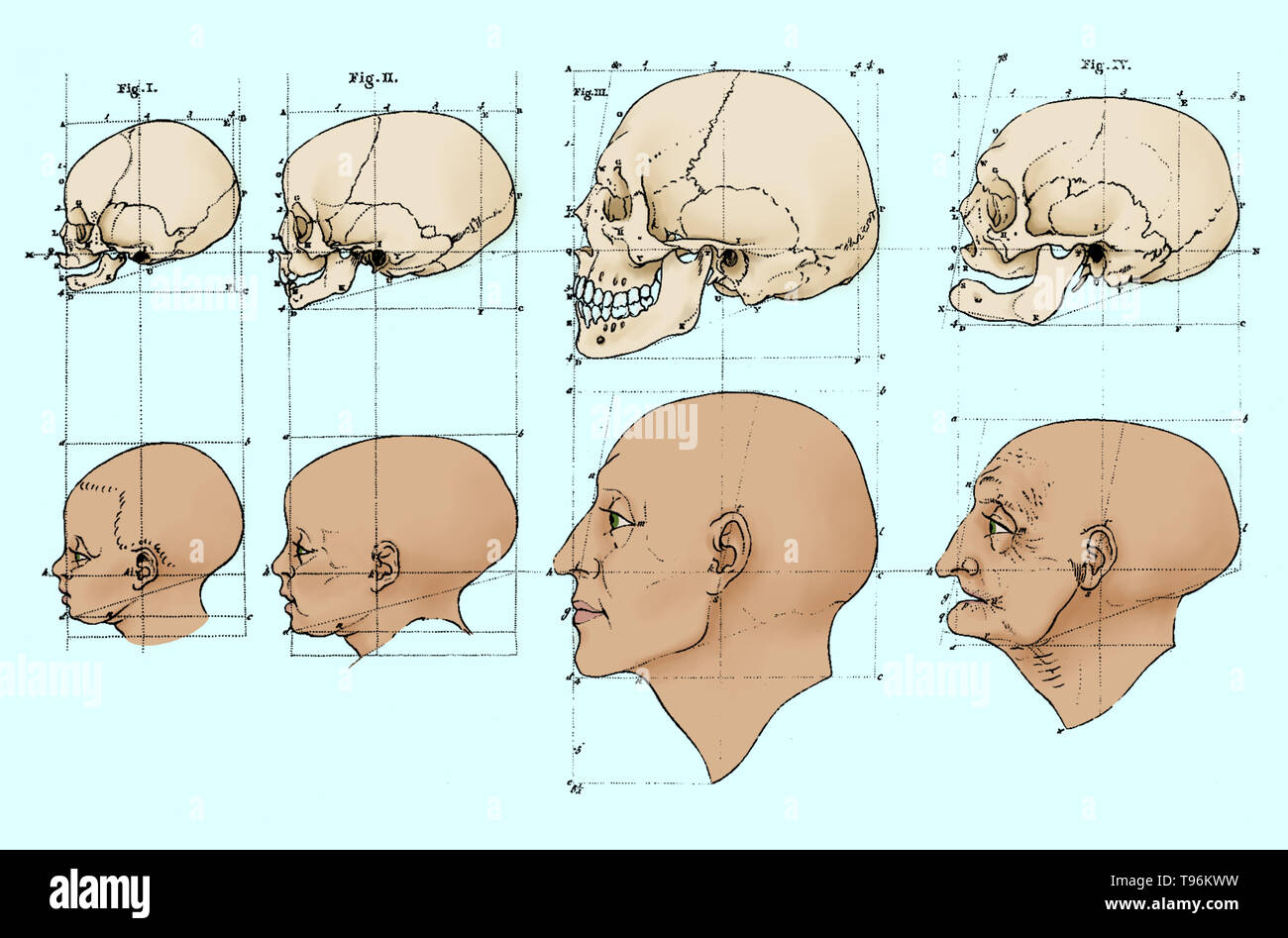 On the first canvas the head of a child, the head of an adult man, and the head of an old man were shown with their skulls above them, all in profile. Facial Angles refers to the content of two lectures by Petrus Camper on August 1st and 8th in 1770 to the Amsterdam Drawing Academy. Stock Photo