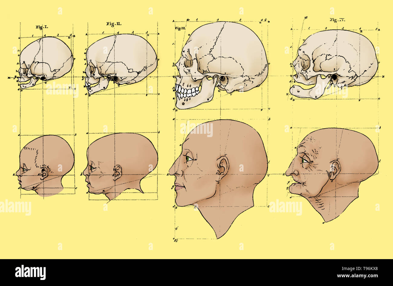 On the first canvas the head of a child, the head of an adult man, and the head of an old man were shown with their skulls above them, all in profile. Facial Angles refers to the content of two lectures by Petrus Camper on August 1st and 8th in 1770 to the Amsterdam Drawing Academy. Stock Photo