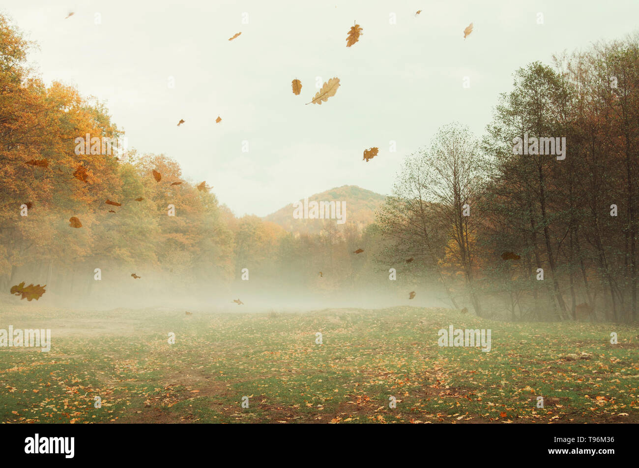 autumn landscape with falling leaves blowin in the wind Stock Photo