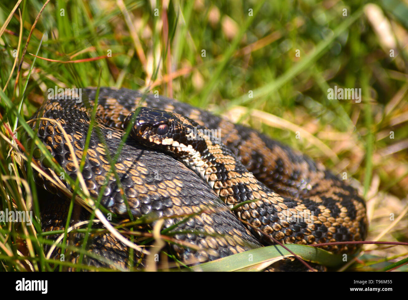Adder or Viper in Devon, (Vipera berus) coiled in the grass on top of a Devon dry stone wall - the only poisonous British snake Stock Photo