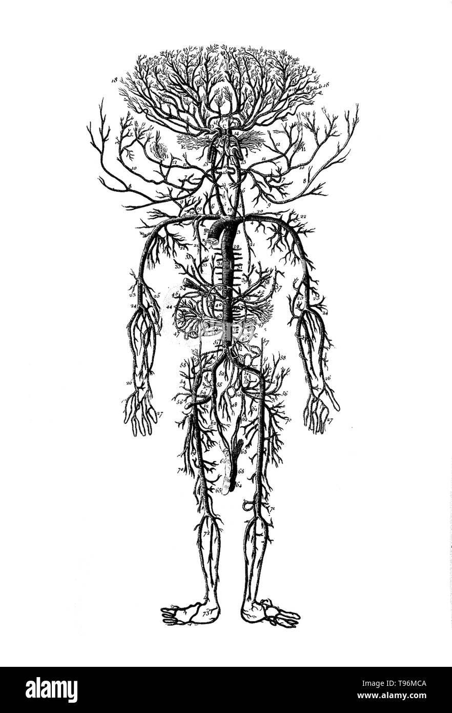 Arteries are blood vessels that takes blood away from the heart to all parts of the body. William Harvey described and popularized the modern concept of the circulatory system and the roles of arteries and veins in the 17th century. Stock Photo