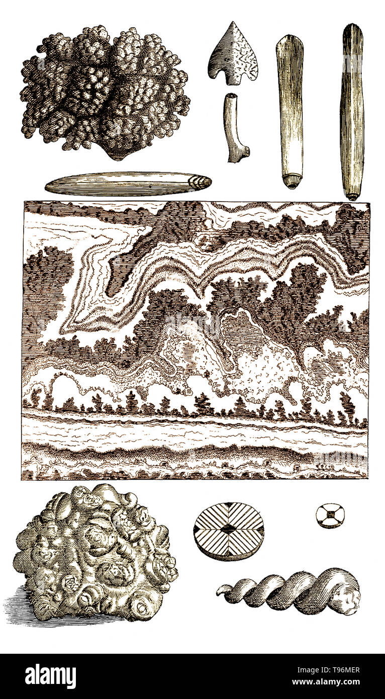 Musaeum Regalis Societatis, 1681. Table 20: Florid coral at al. Nehemiah Grew (September 26, 1641 - March 25, 1712) was an English plant anatomist and physiologist, known as the Father of Plant Anatomy. In 1671 he took the degree of M.D. at Leiden University. In 1672, he settled in London, and soon acquired an extensive practice as a physician. In 1682 he published Anatomy of Plants, which also was largely a collection of previous publications. Stock Photo