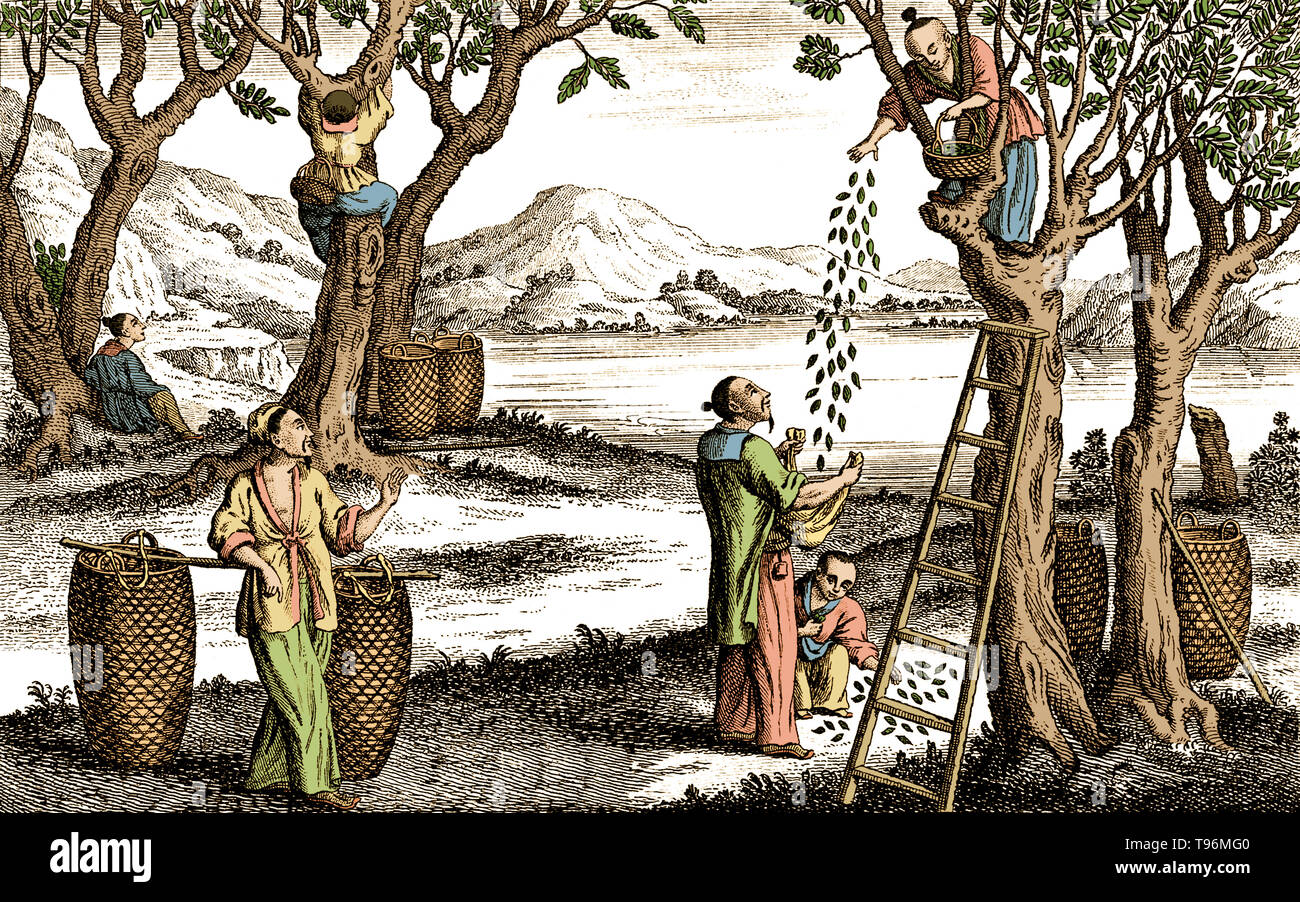 Textiles silk manufacture in China, gathering mulberry leaves. The