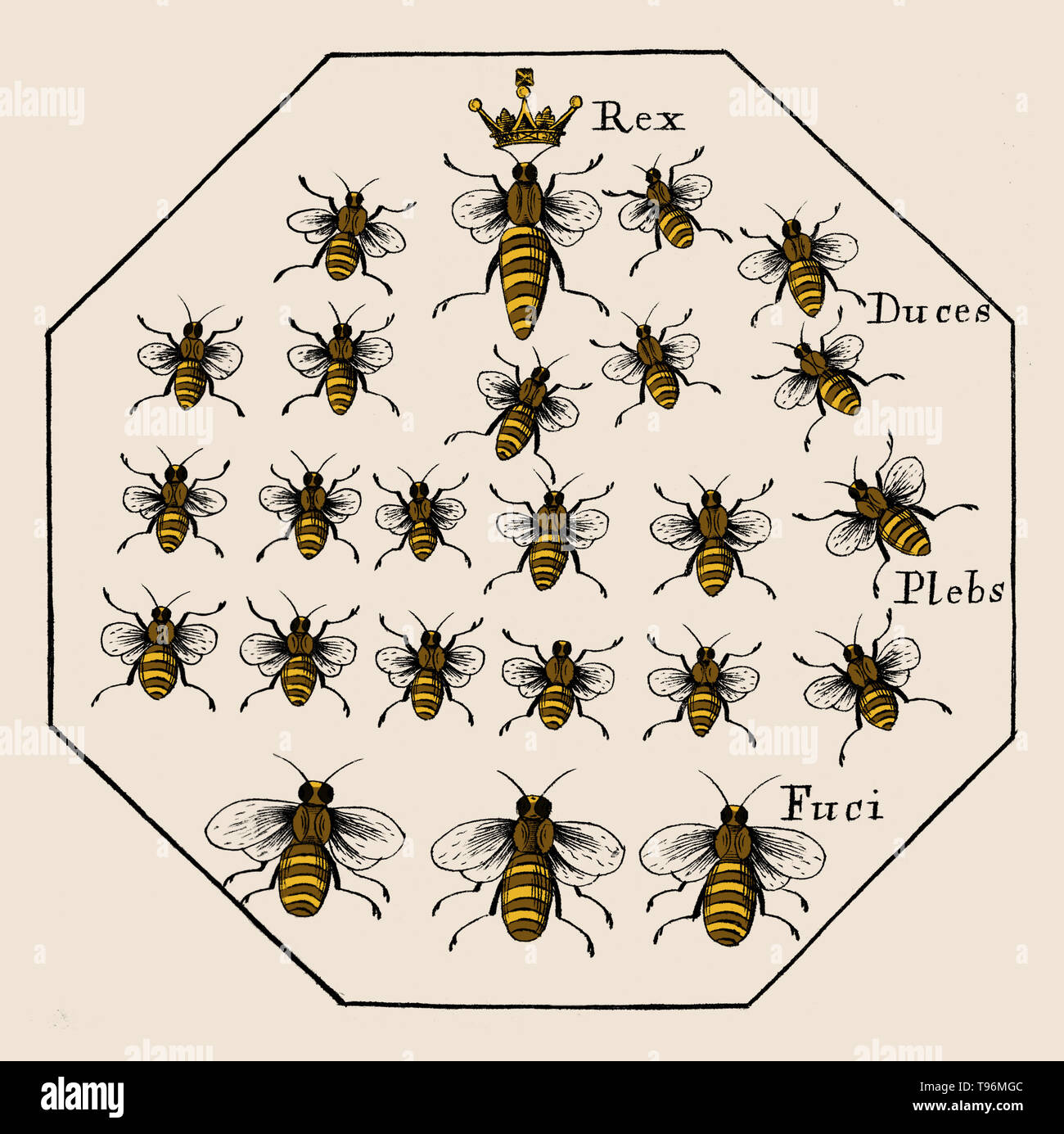 A Further Discovery of Bees: Treating of the nature, government, generation and preservation of the bee. With the experiments and improvements arising from the keeping them in transparent boxes, instead of straw-hives by Moses Rusden, 1679. Latin: Rex (king), in this instance refers to the queen, Duces (leaders), Plebs (people)  refers to workers, Fuci (drones). Stock Photo