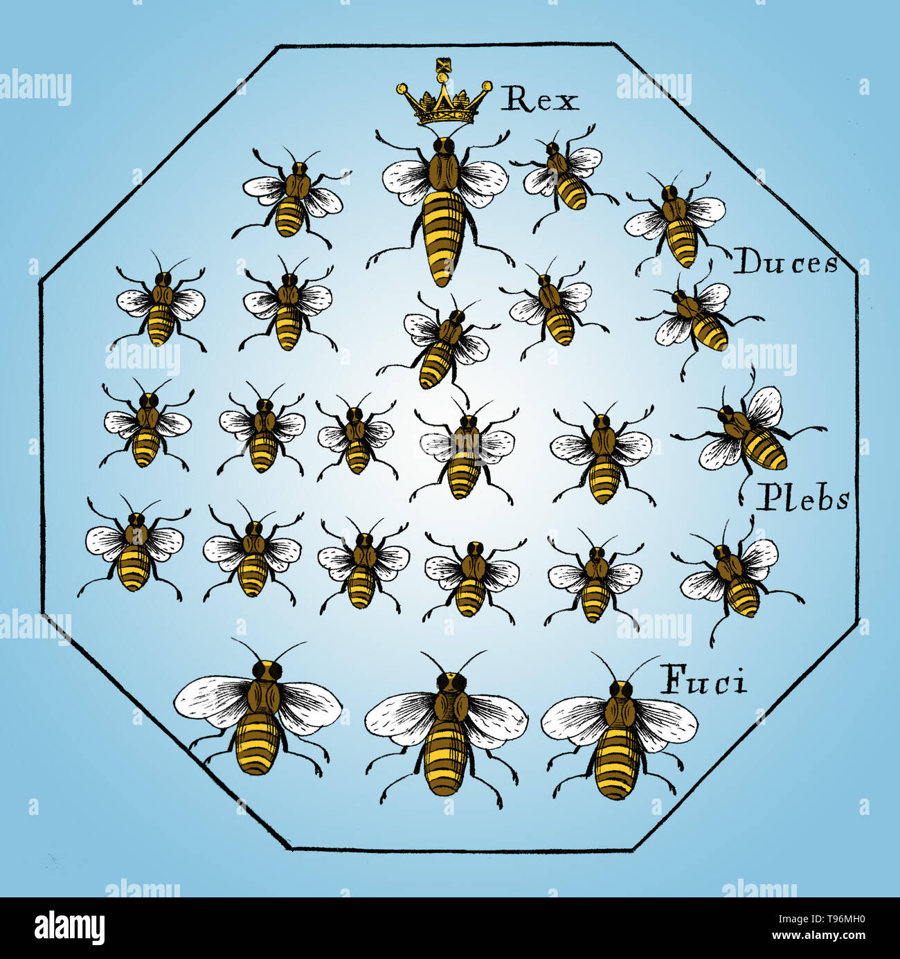 A Further Discovery of Bees: Treating of the nature, government, generation and preservation of the bee. With the experiments and improvements arising from the keeping them in transparent boxes, instead of straw-hives by Moses Rusden, 1679. Latin: Rex (king), in this instance refers to the queen, Duces (leaders), Plebs (people)  refers to workers, Fuci (drones). Stock Photo