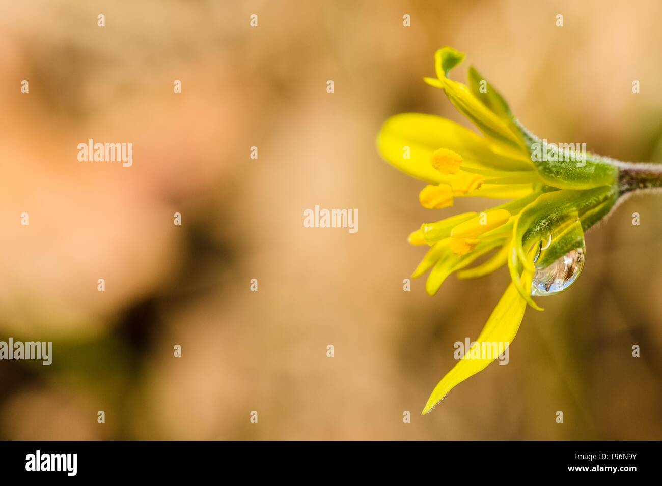 Close up image of fresh bright yellow and green lilly flower, also called hairy star of Bethlehem flower with a raindrop, blurry brown background. Stock Photo