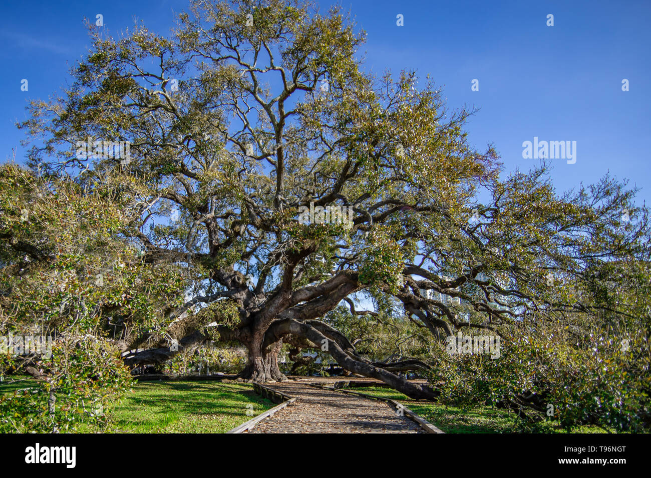 Treaty Oak Stock Photo