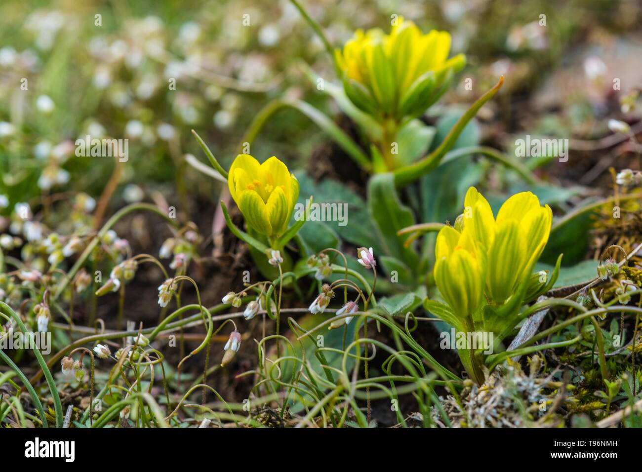 Fresh bright yellow radnor lily buds, also called early-star-of-Bethlehem flower, growing in a garden, green grass, blurry background. Spring day. Stock Photo