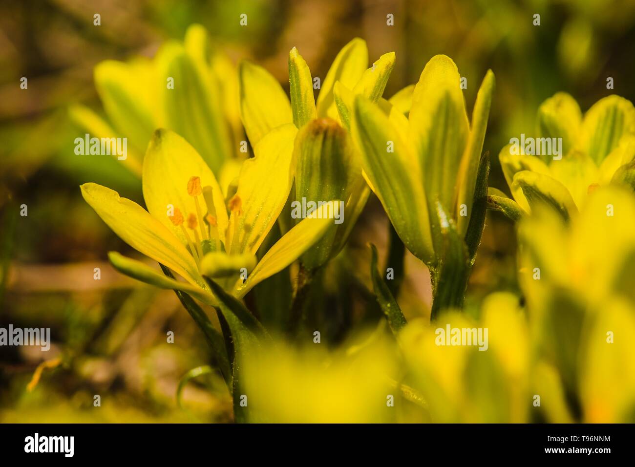 Close up image of fresh bright yellow and green lilly flowers, also called hairy star of Bethlehem flower. Sunny spring day in a garden. Stock Photo