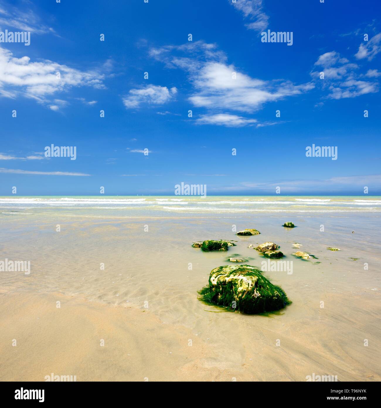 Stones overgrown with algae on the shallow sandy beach, blue sky, Saint-Valery-en-Caux, Normandy, France Stock Photo