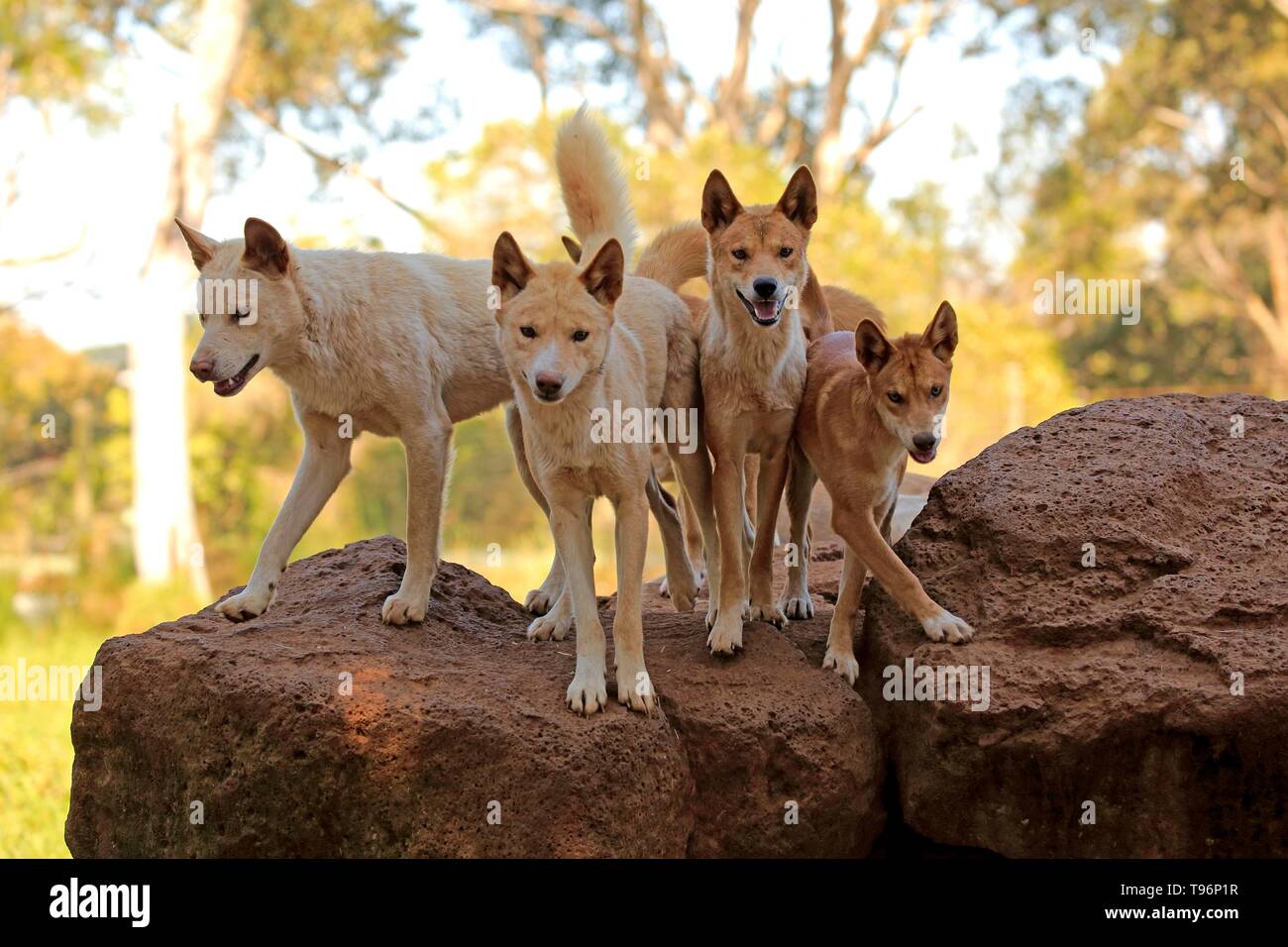 Dingos (Canis familiaris dingo), adult, pack on rocks, Phillip Island, Gippsland, Victoria, Australia Stock Photo