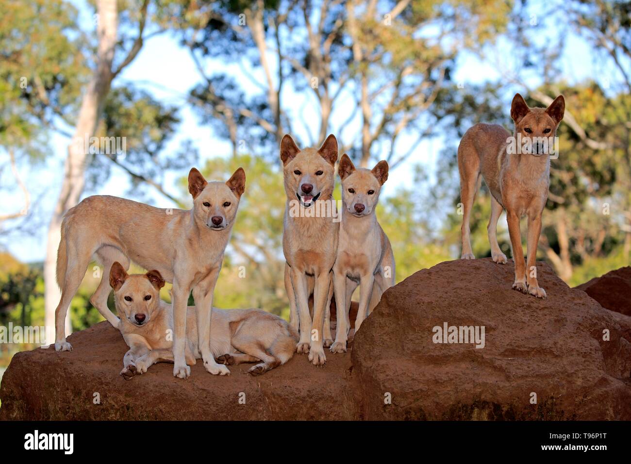 Dingos (Canis familiaris dingo), adult, pack on rocks, Phillip Island, Gippsland, Victoria, Australia Stock Photo