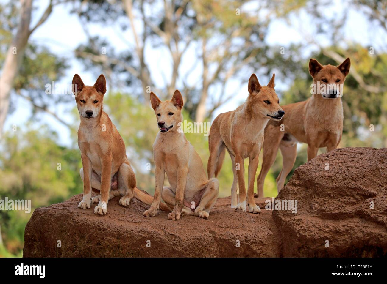 Dingos (Canis familiaris dingo), adult, pack on rocks, vigilant, Phillip Island, Gippsland, Victoria, Australia Stock Photo