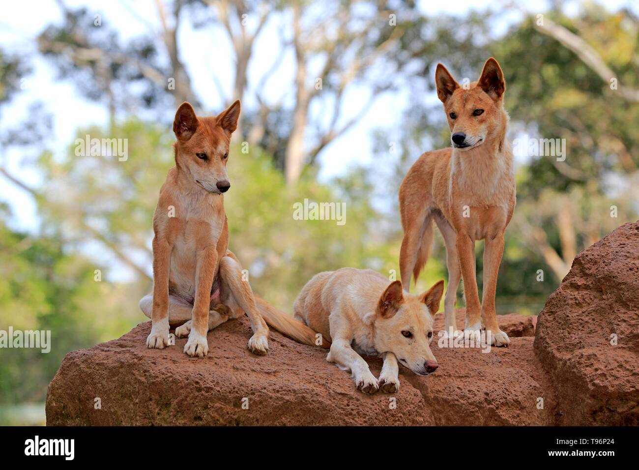 Dingos (Canis familiaris dingo), adult, three on rock lookout, Phillip Island, Gippsland, Victoria, Australia Stock Photo