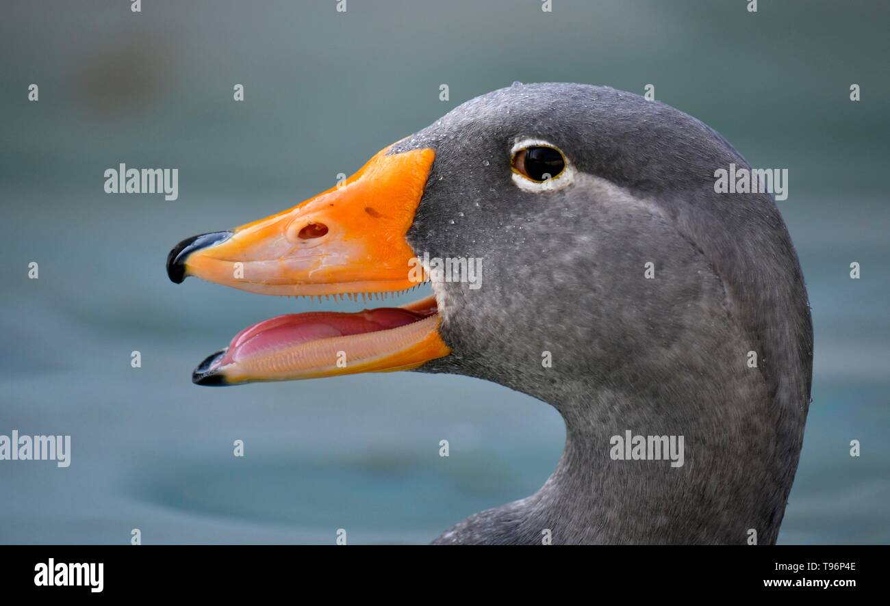 Fuegian steamer duck (Tachyeres pteneres), calls, animal portrait, captive, Germany Stock Photo