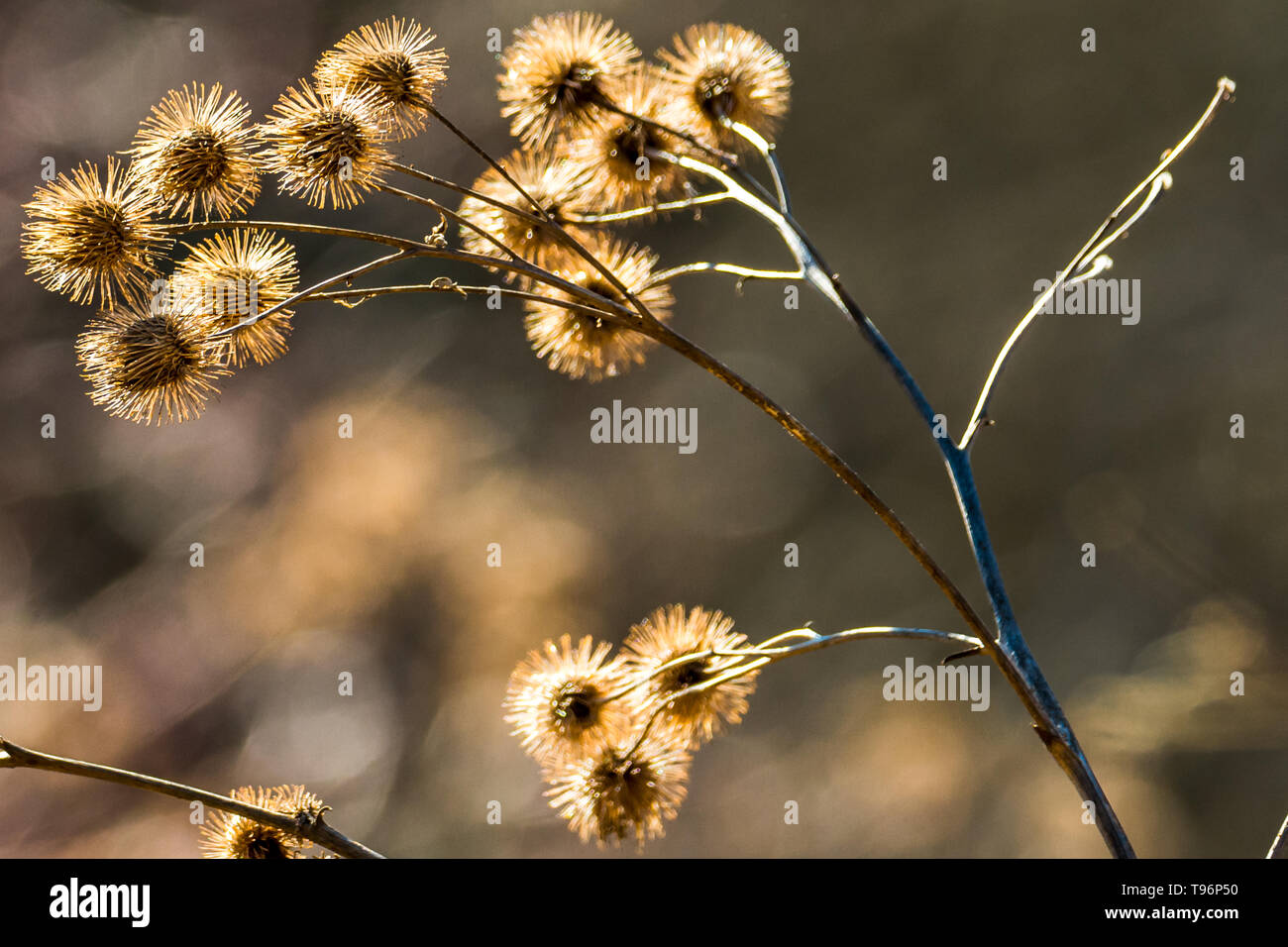 Sticky bur hi-res stock photography and images - Alamy