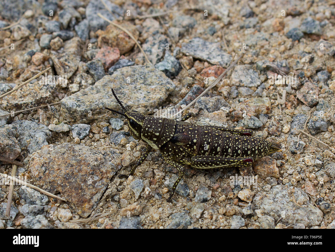 Spotted Mountain Grasshopper (Monistria concinna) Stock Photo