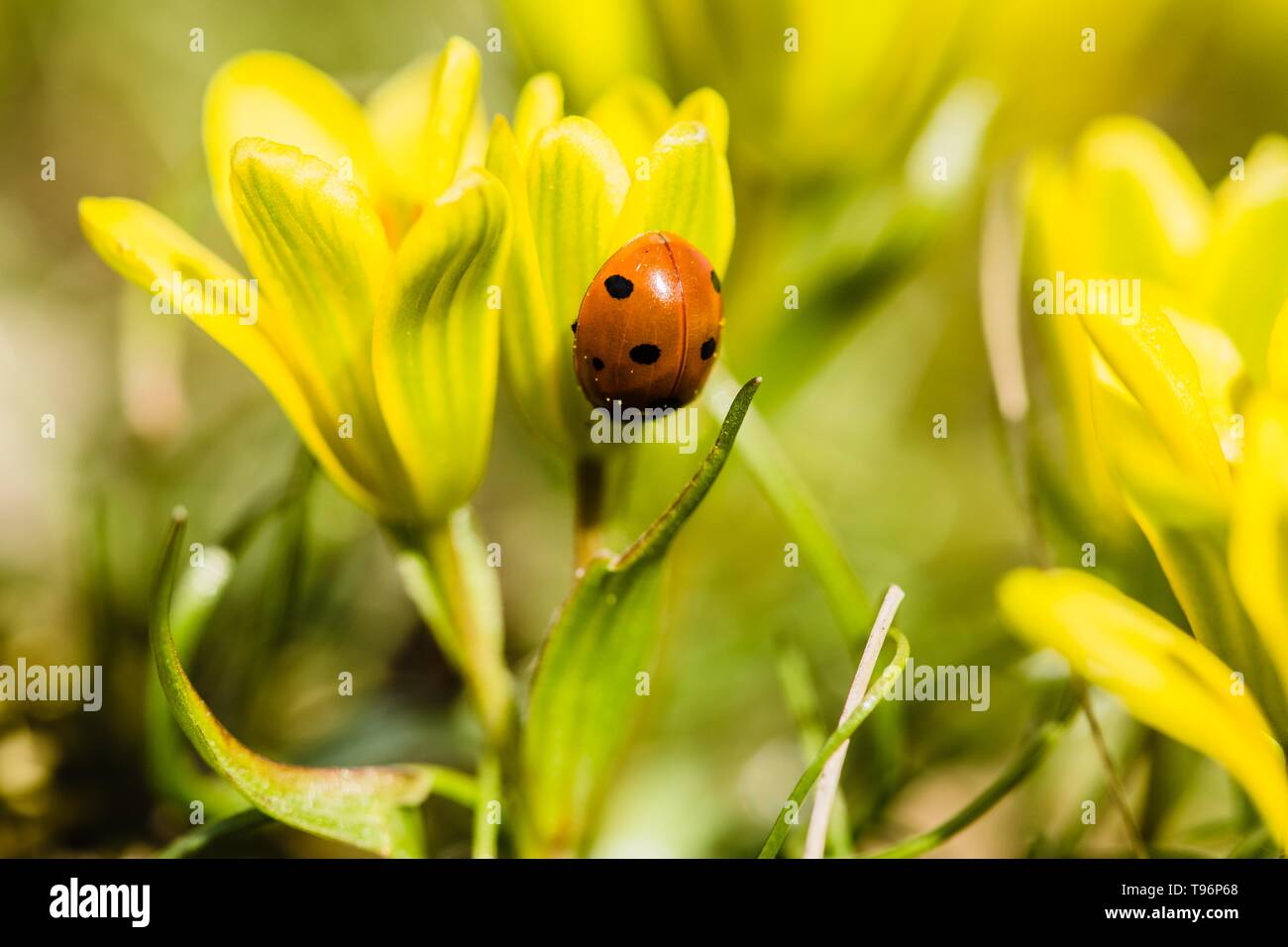 Fresh bright yellow and green lily buds also called Star-of-Bethlehem flower with red ladybird climbing down, blurry background, sunny spring day. Stock Photo