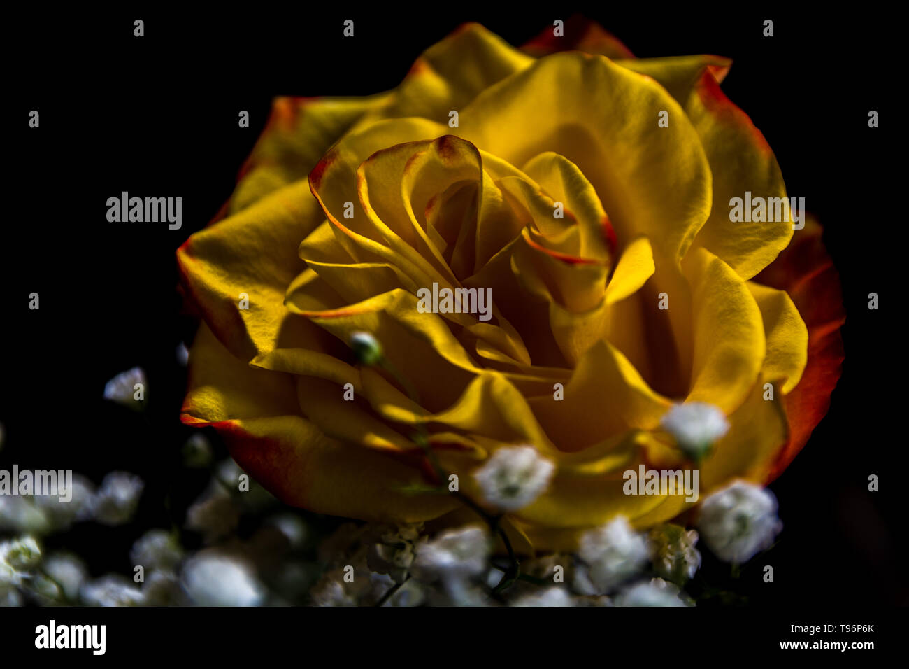 Yellow rose against black background Stock Photo Alamy