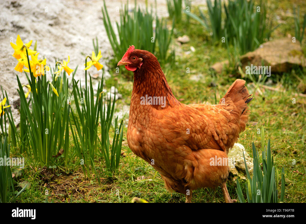Rhode Island Red chicken, a hen, with yellow spring daffodils, in Devon