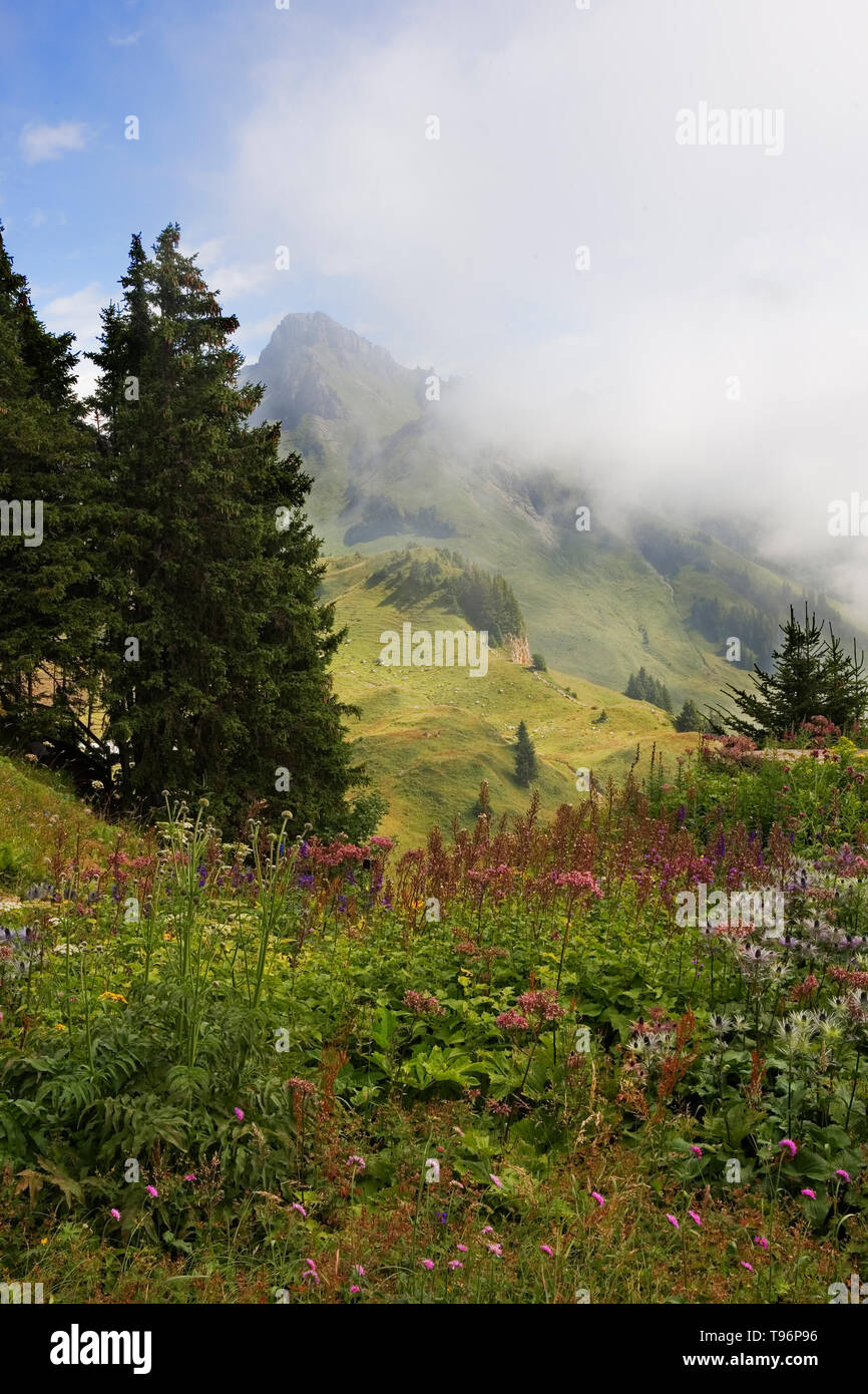 Botanischer Alpengarten, Schynige Platte, with the peak of the Loucherhorn in the distance and a mass of wild flowers in the foreground, Switzerland Stock Photo