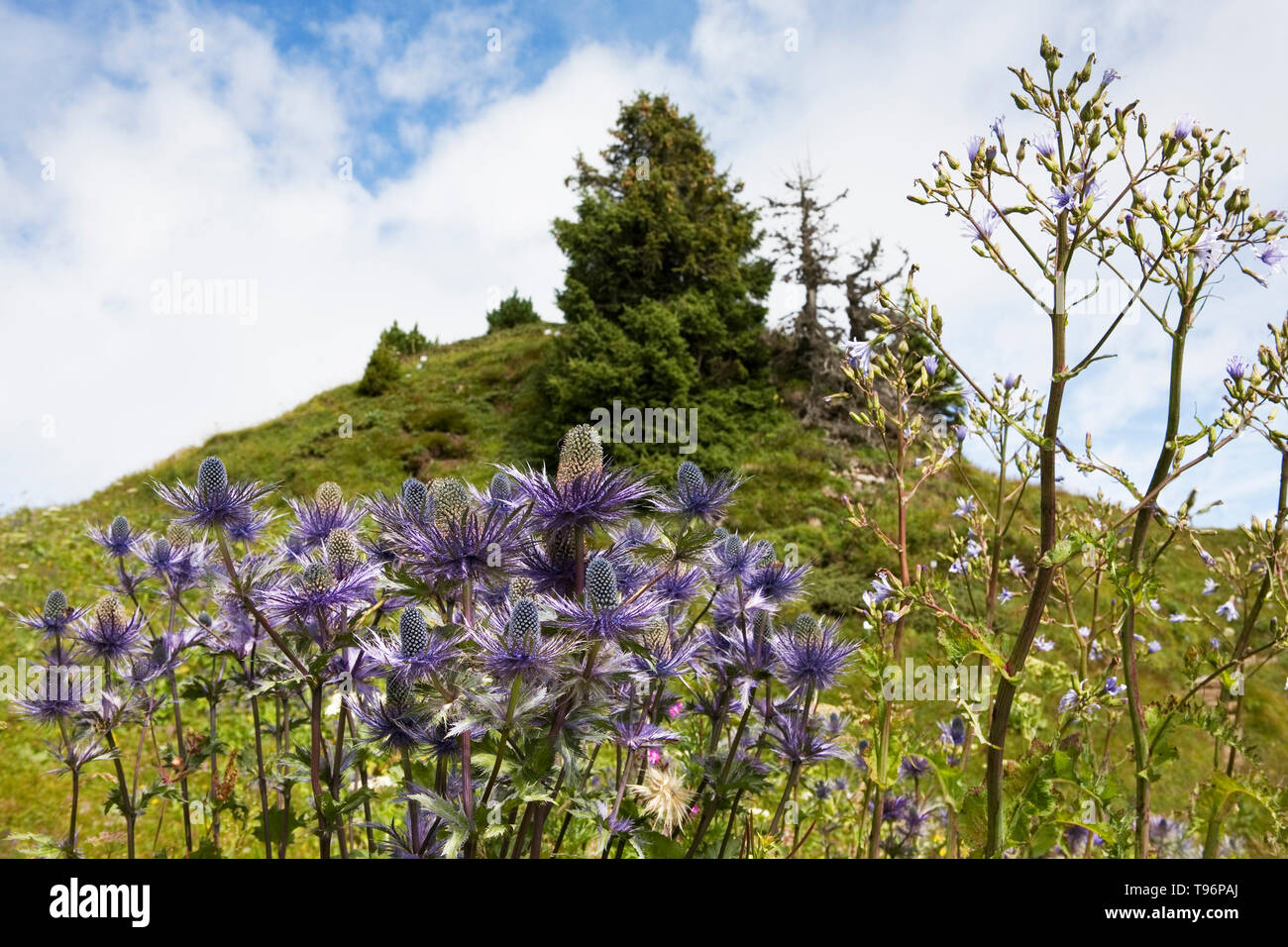 Alpine Eryngo, or Queen of the Alps (Eryngium alpinum) in the Botanischer Alpengarten on Schynige Platte, Bernese Oberland, Switzerland Stock Photo